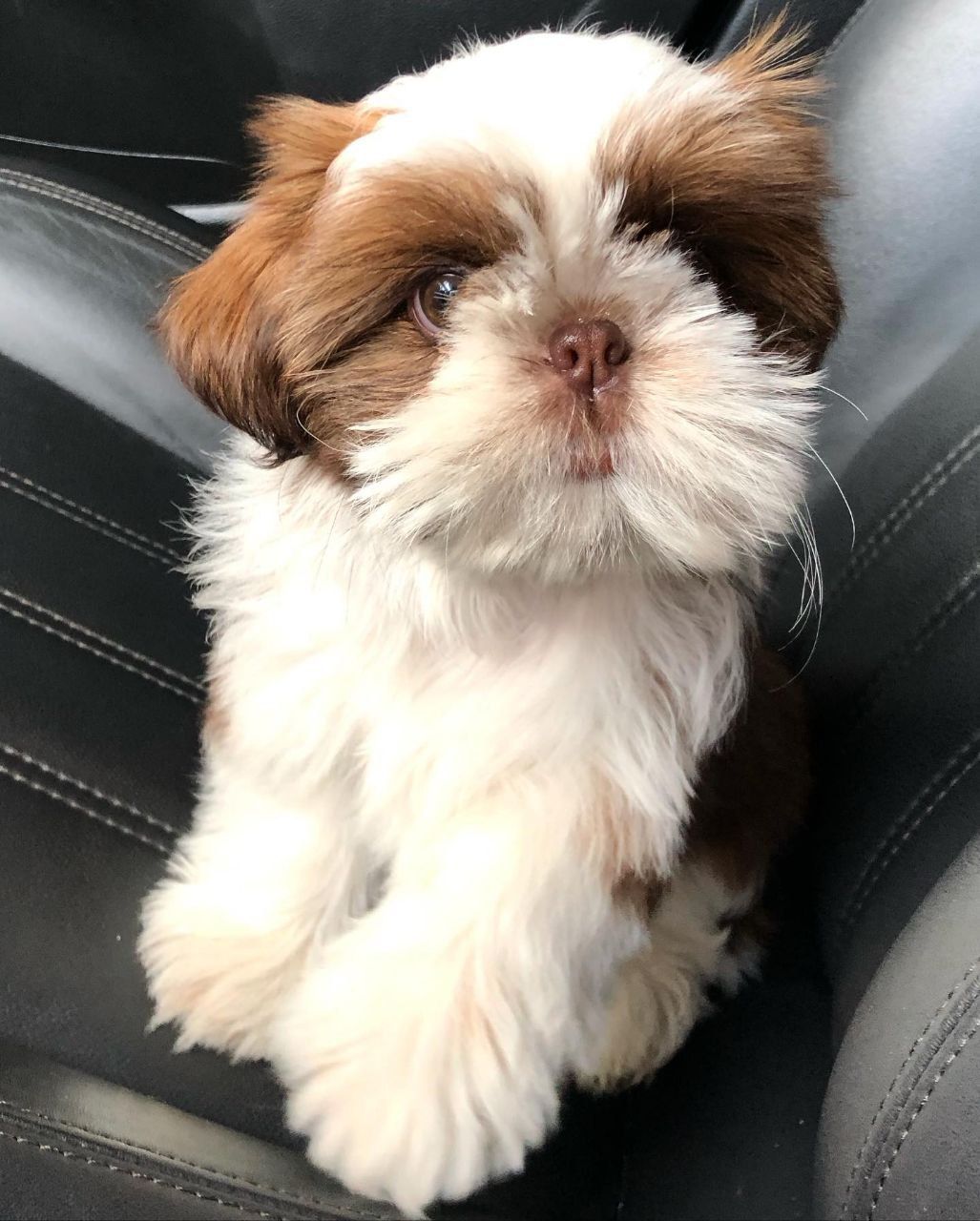 Best Shih Tzu bloodlines