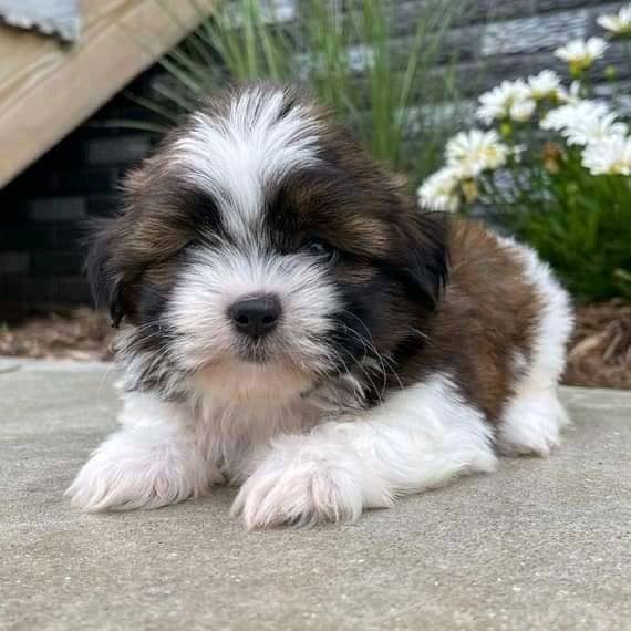 Affordable puppies in new york