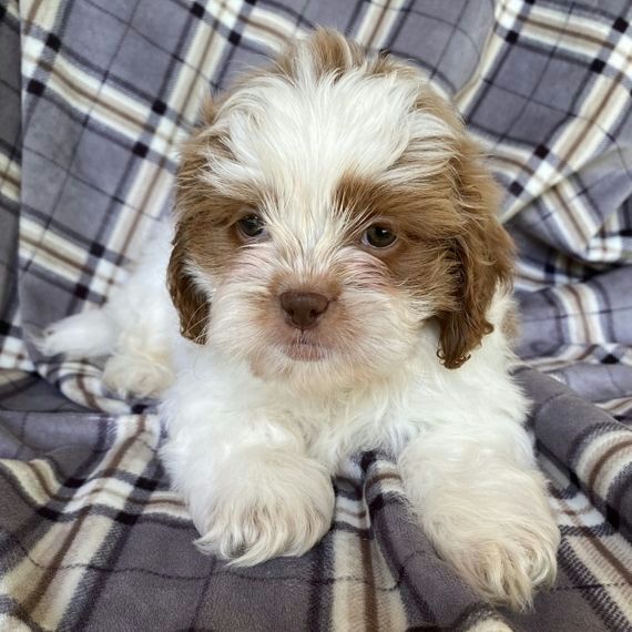 local Shih Tzu breeders Orlando FL