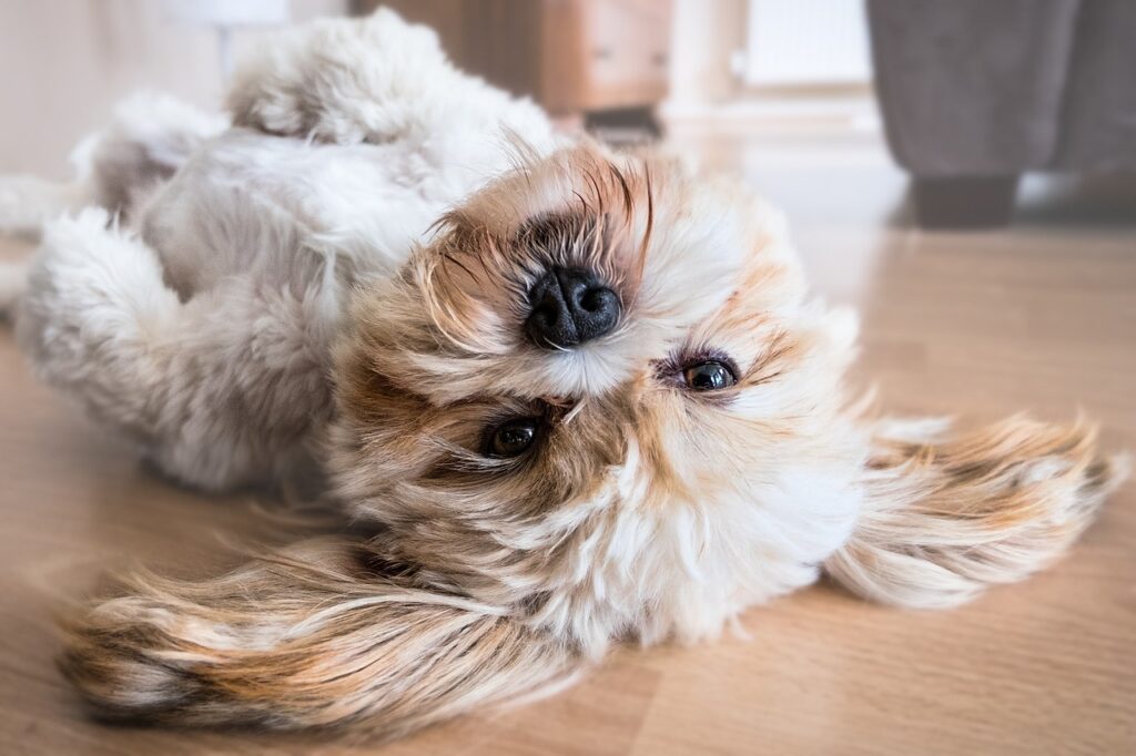Affectionate puppy breeds