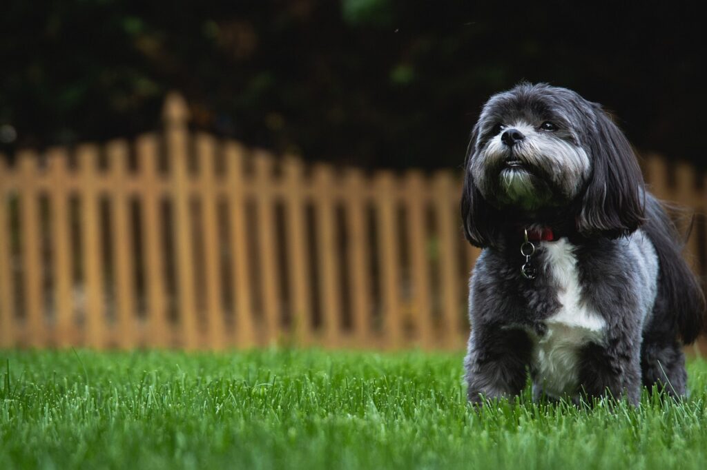 tiny Shih Tzu puppies Atlanta