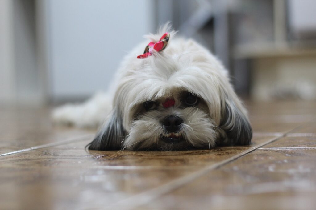 purebred Shih Tzu Austin TX