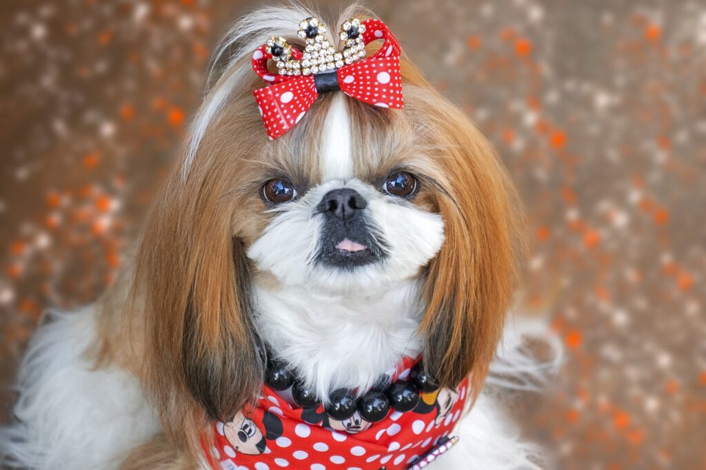 healthy Shih Tzu puppies North Carolina