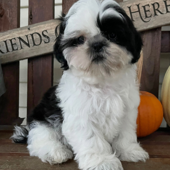 How much should I pay for a Shih Tzu?