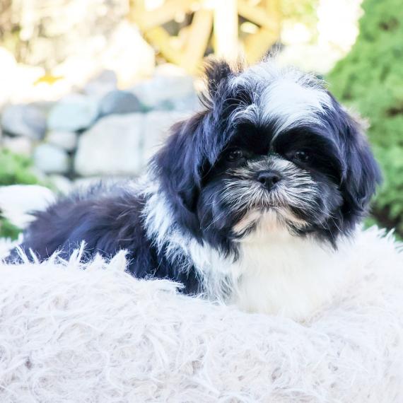 ShihTzu For Sale