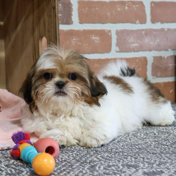 AKC Shih Tzu breeders New Jersey